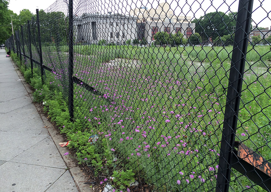 knapweed204.jpg