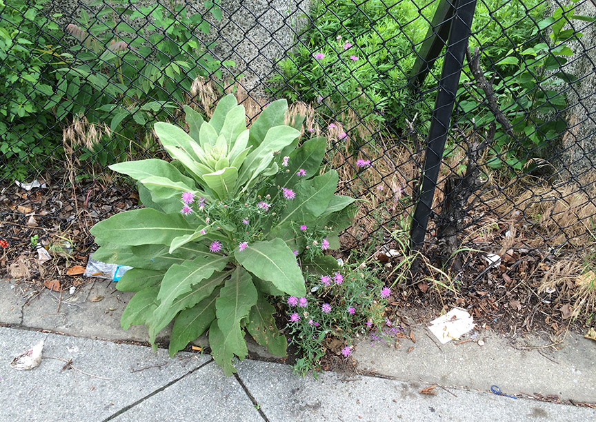 knapweed205.jpg