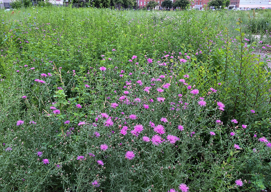 knapweed304.jpg