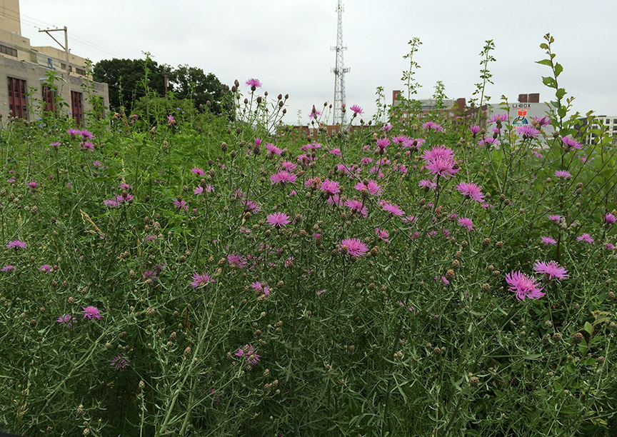 knapweed305.jpg