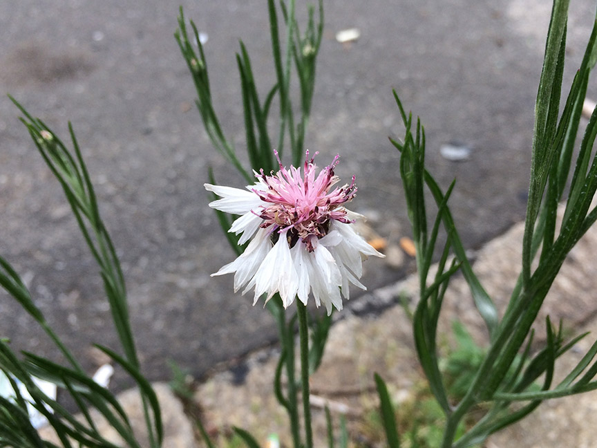 cornflower04.jpg